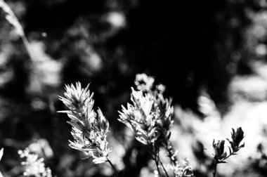 Indian paintbrush flowers along a mountain trail in Glacier National Park, Montana. . High quality photo