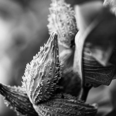 Selective focus on an unopened milkweed follicle seed pod in the fall. . High quality photo