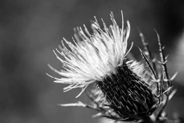 Macro Selective Focus Bloom Creeping Canadian Thistle High Quality Photo — 스톡 사진
