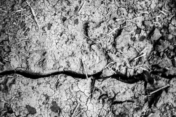 Trench Soil Knife Injecting Manure Fertilizer Fall High Quality Photo — Fotografie, imagine de stoc