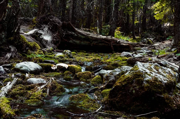 Running Glacier Melt Water Shallow Stream Trail Cedars Path Avalanche — Foto de Stock