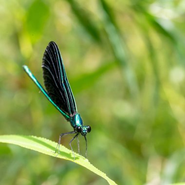 Macro selective focus on the head of a dark winged damselfly resting on a blade of grass. . High quality photo