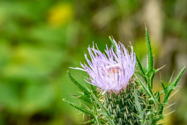Macro Selective Focus Bloom Creeping Canadian Thistle High Quality Photo — Stok fotoğraf