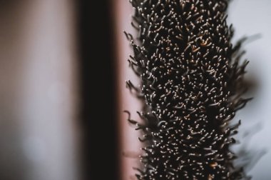 Macro selective focus on the bristle ends of a wire brush wheel on a grinder. High quality photo
