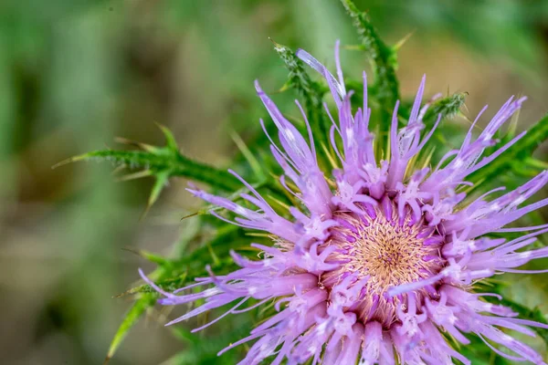Macro Selective Focus Bloom Creeping Canadian Thistle High Quality Photo — Stok fotoğraf