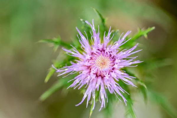 Macro Selective Focus Bloom Creeping Canadian Thistle High Quality Photo — Fotografia de Stock