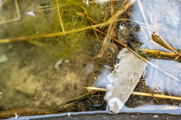 Selective Focus Section Water Scorpion Insect Just Water Surface High — Φωτογραφία Αρχείου