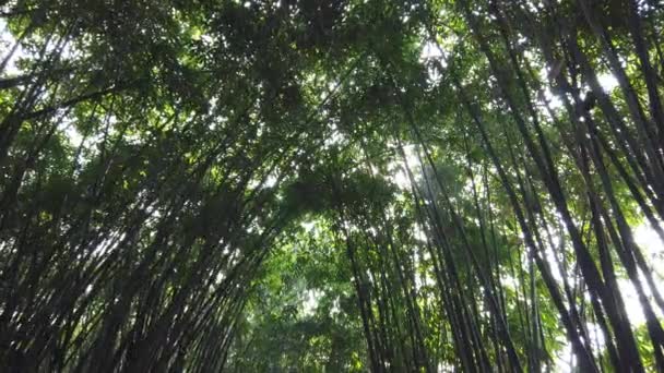 Bambuswald gegen die Sonne in China — Stockvideo