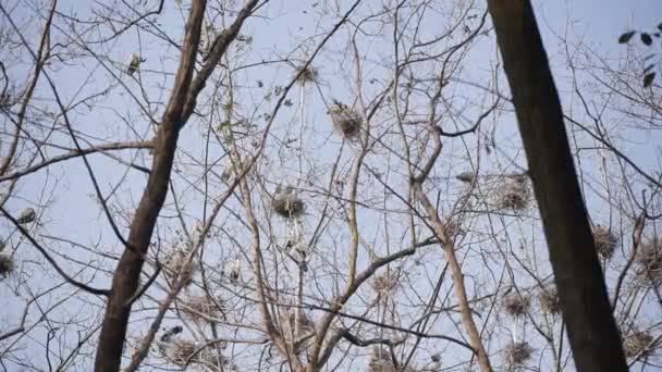 Pequeñas garzas haciendo su nido en los árboles en China — Vídeo de stock