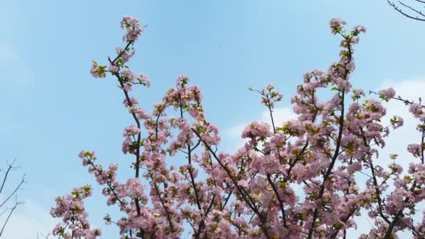 青空に背の高い桃の花 — ストック動画