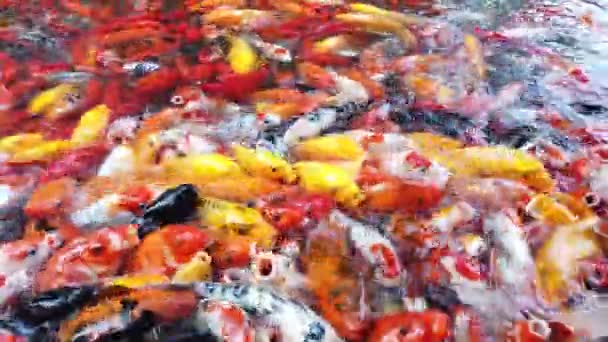 Głodny karp koi ryby walczące o jedzenie — Wideo stockowe