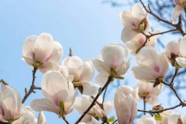 Güneşli bir günde mavi gökyüzüne karşı açan manolya ağacı.