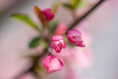 İlkbaharda şeftali ağacı çiçekleri yakın plan görüntüsü