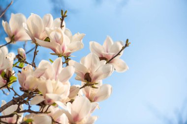 Güneşli bir günde mavi gökyüzüne karşı açan manolya ağacı.