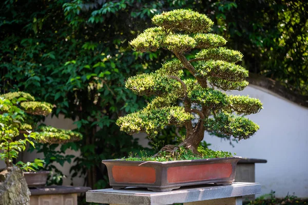 Çin 'de bir parkta Bonsai ağacı