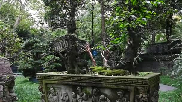 Drzewo Bonsai Tradycyjnym Chińskim Kamieniu Rzeźbione Garnek Parku Narodów Chengdu — Wideo stockowe