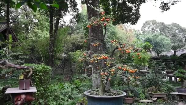 Bonsai Árbol Con Frutas Naranja Parque Los Pueblos Chengdu Provincia — Vídeo de stock