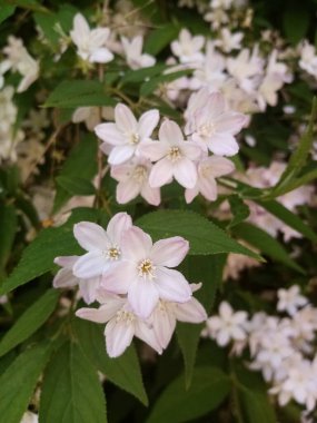 Çiçeklerin yaşamı