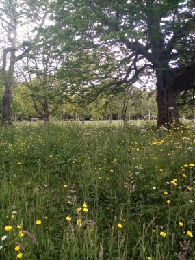 İrlanda 'nın bir görüntüsü