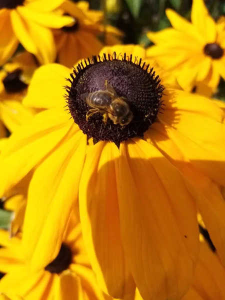 Vida Las Flores — Foto de Stock