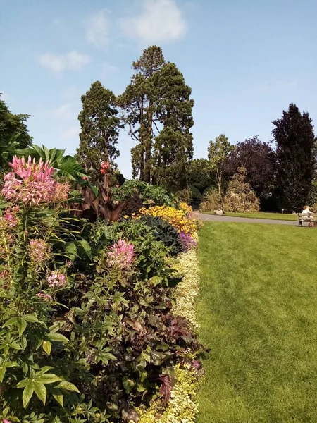 Blommornas Livslängd — Stockfoto