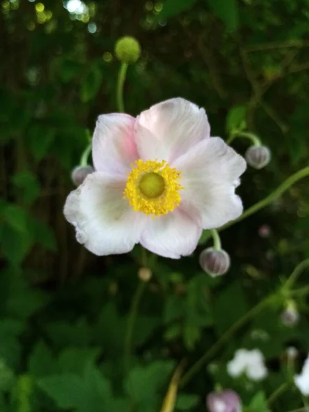 花の命は — ストック写真