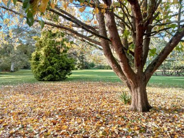 yerel ağaçlar ve bitkiler
