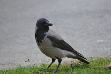 Hayvanların farklı türleri