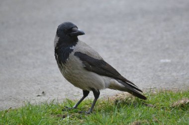 Hayvanların farklı türleri