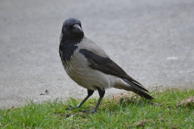 Hayvanların farklı türleri