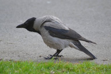 Kuşların hayatı.,