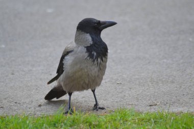 Kuşların hayatı.,