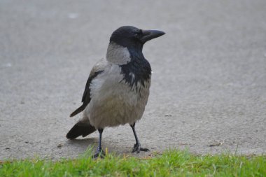 Kuşların hayatı.,