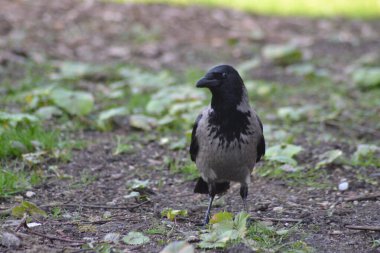 Kuşların hayatı.,