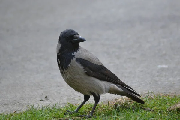 Hayvanların farklı türleri