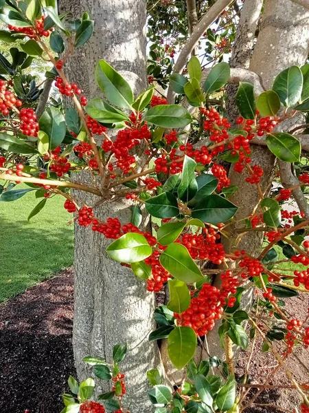 Los Colores Del Verano — Foto de Stock