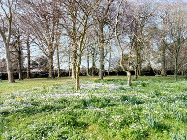 Ağaçların yaşamı