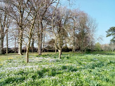 Ağaçların yaşamı