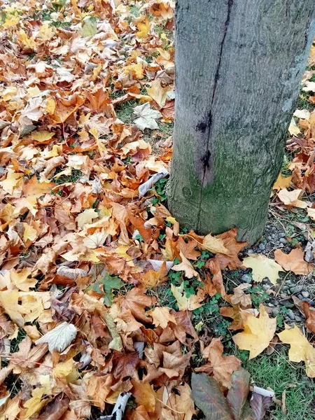 Alberi Diversi Tipi — Foto Stock