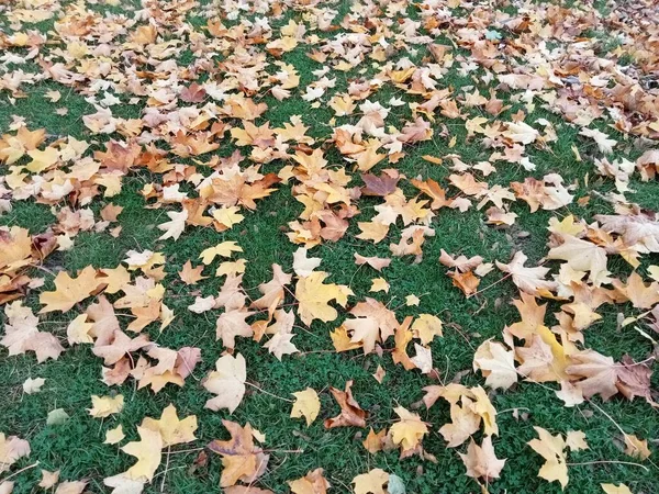 farklı türde ağaçlar