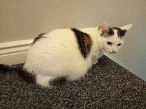 Hayvanların farklı türleri