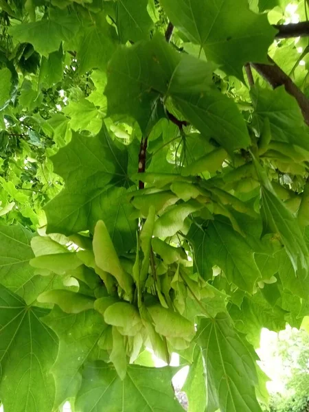 Het Leven Dat Natuur Brengt — Stockfoto