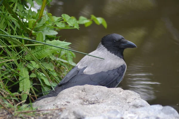 Fåglarnas Liv — Stockfoto