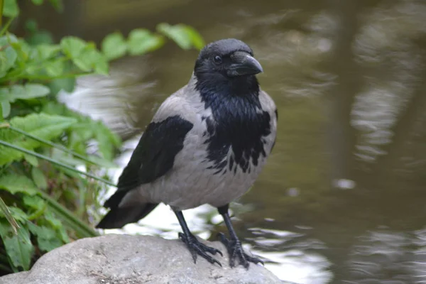 Vida Das Aves — Fotografia de Stock