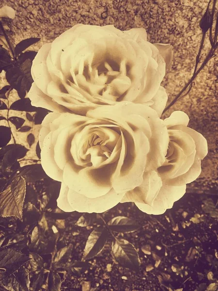 Όμορφα Λουλουδάκια — Φωτογραφία Αρχείου