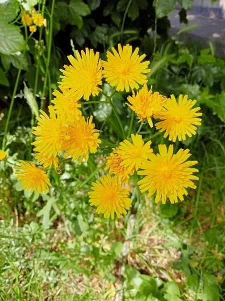 Die Hübschen Kleinen Blumen — Stockfoto