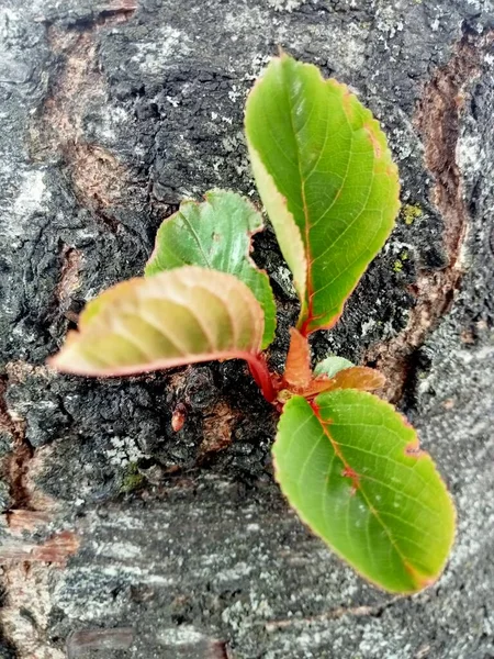 Naturaleza Vida Trae —  Fotos de Stock