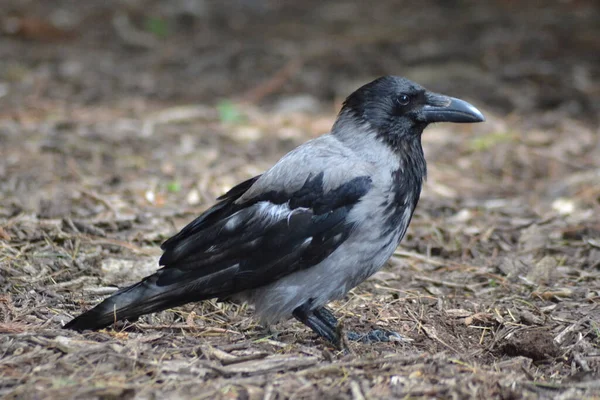 Vida Das Aves — Fotografia de Stock