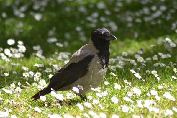 Vida Das Aves — Fotografia de Stock