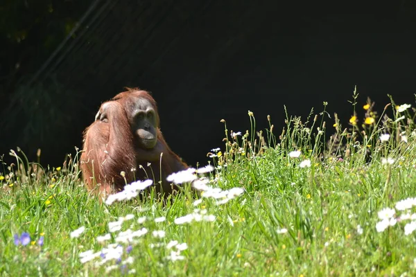 Het Leven Van Dieren — Stockfoto